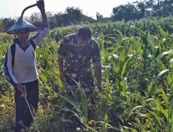 Babinsa Ponorogo Bantu Petani Semprot Hama Tanaman Jagung