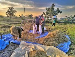 Masa Panen Tiba, Babinsa Tak Segan Turun ke Sawah Bantu Petani