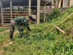 Kisah Hangat Satgas TMMD Memberi Pakan Demi Sapi Tetap Sehat‎