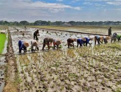Babinsa Bergelut dengan Lumpur, Semangat Tanam Padi Bersama Petani